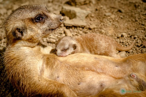 Erdmännchen Baby (Zoo Hof)