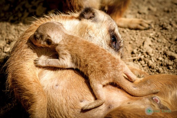 Erdmännchen Baby (Zoo Hof)