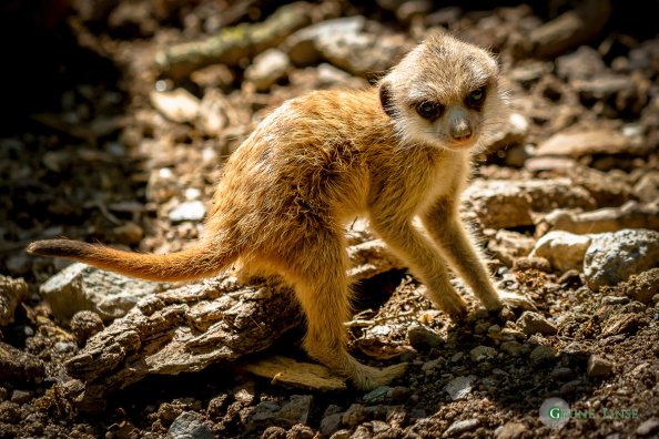 Erdmännchen Baby (Zoo Hof)