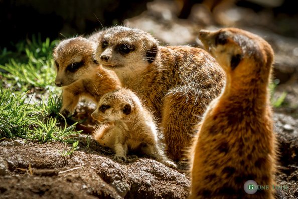 Erdmännchen Baby (Zoo Hof)