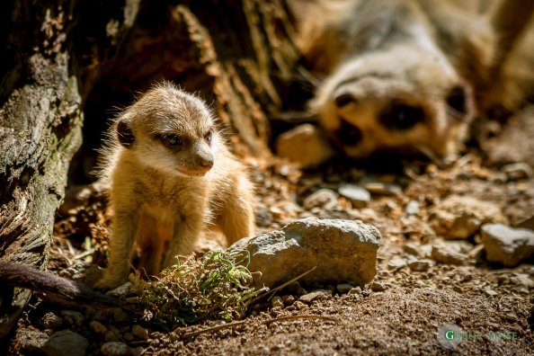 Erdmännchen Baby (Zoo Hof)