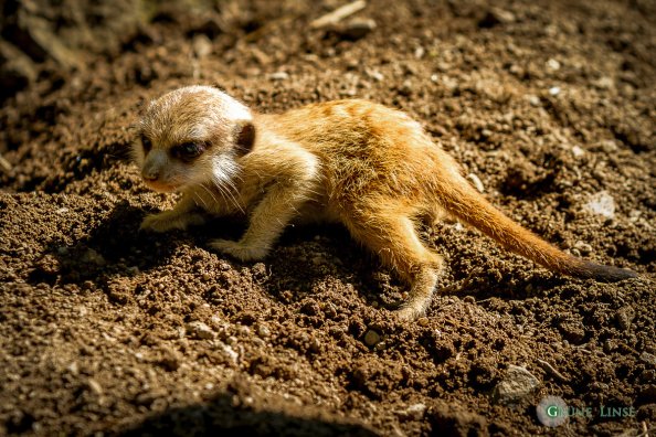 Erdmännchen Baby (Zoo Hof)