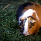 Meerschweinchen