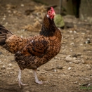 Huhn
