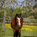 Pferd