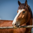 Pferd