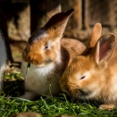 Kaninchen
