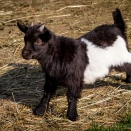Ziege
