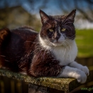 Katze