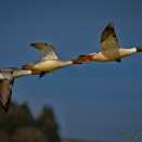 Gänsesäger im Flug