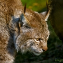 Luchs (Zoo Hof)