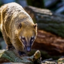 Nasenbär (Zoo Hof)