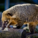 Nasenbär (Zoo Hof)