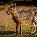 Pampashase (Zoo Hof)