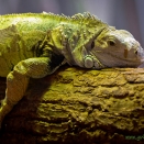 Leguan (Zoo Hof)