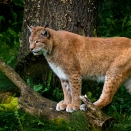 Luchs (Zoo Hof)