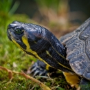 Schildkröte (Zoo Hof)