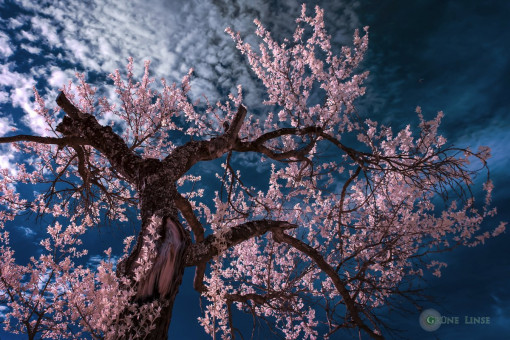Spring tree in another world