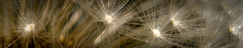 headerpic-4