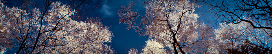 headerpic-8