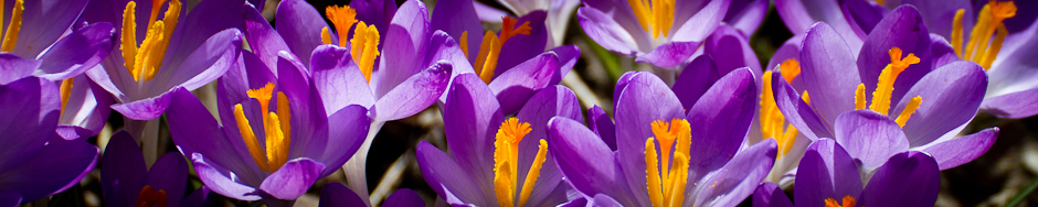 header-blumen